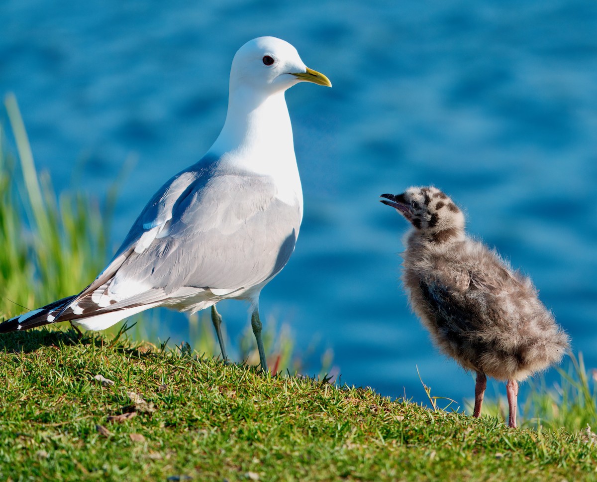 Short-billed Gull - Julie Schneider