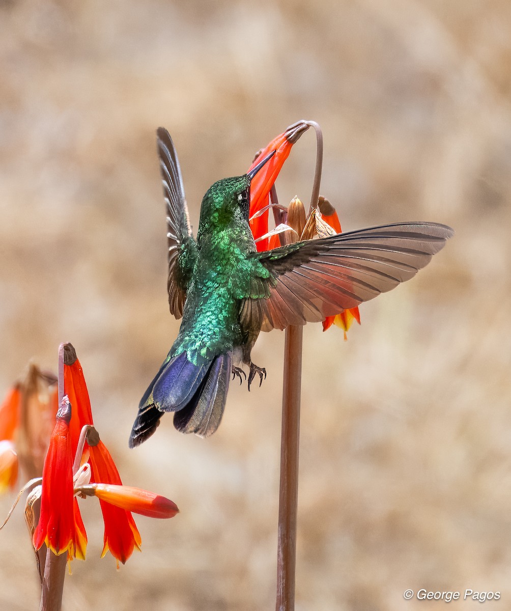 Tyrian Metaltail - ML624169941