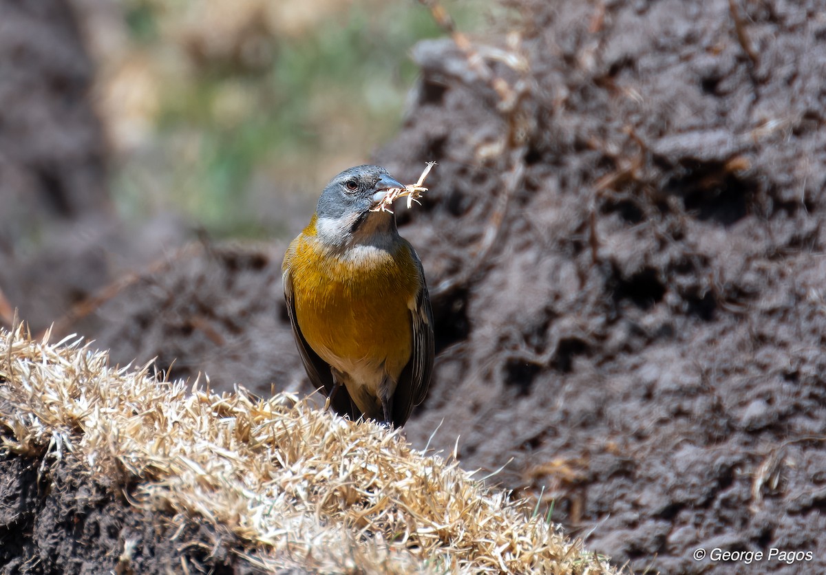 Peruvian Sierra Finch - ML624169950