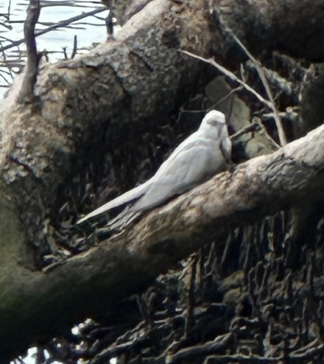 Calopsitte élégante (forme domestique) - ML624169980