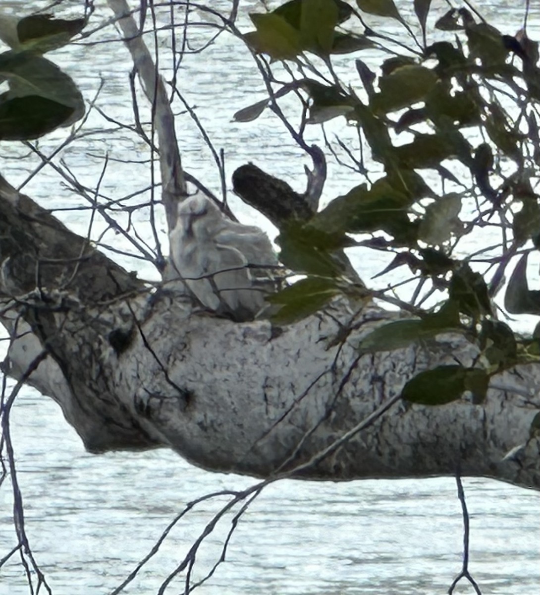 Корелла (Одомашенного вида) - ML624169981