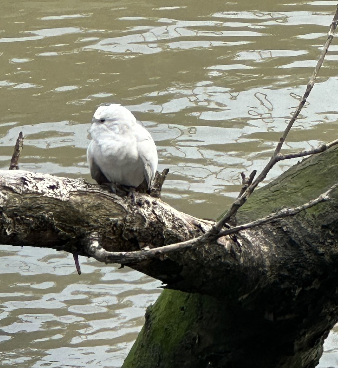 Корелла (Одомашенного вида) - ML624169982