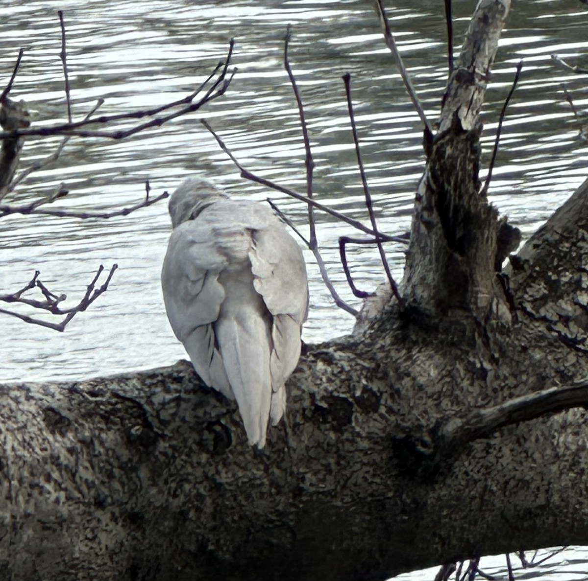 Calopsitte élégante (forme domestique) - ML624169983