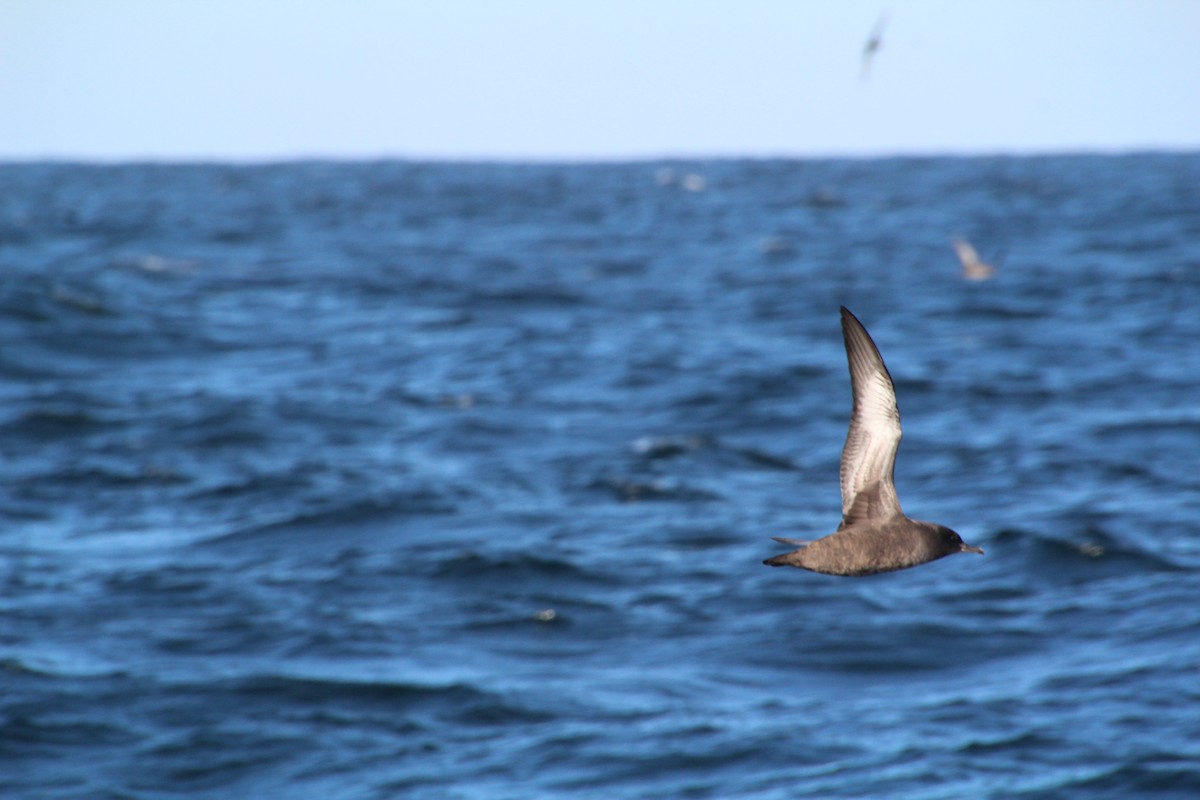 Sooty Shearwater - ML624170015