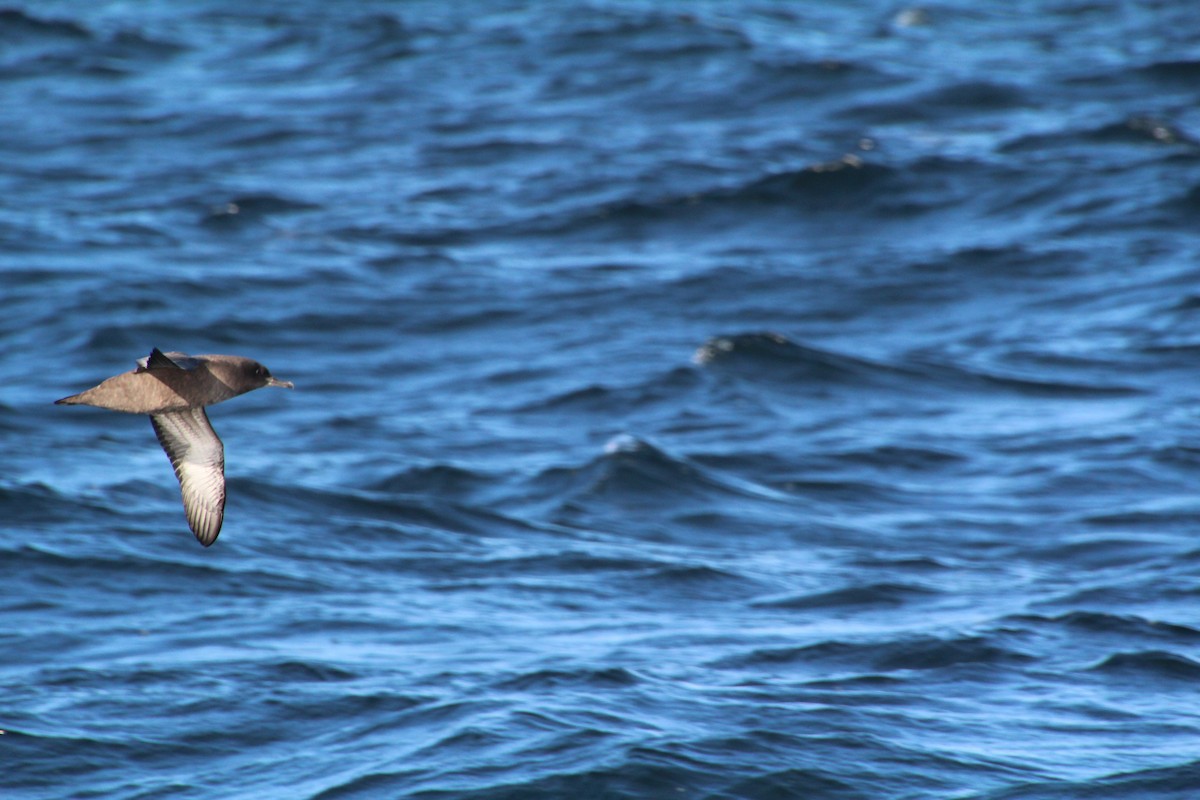 Sooty Shearwater - ML624170016