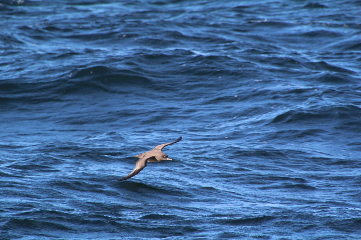 Sooty Shearwater - ML624170017