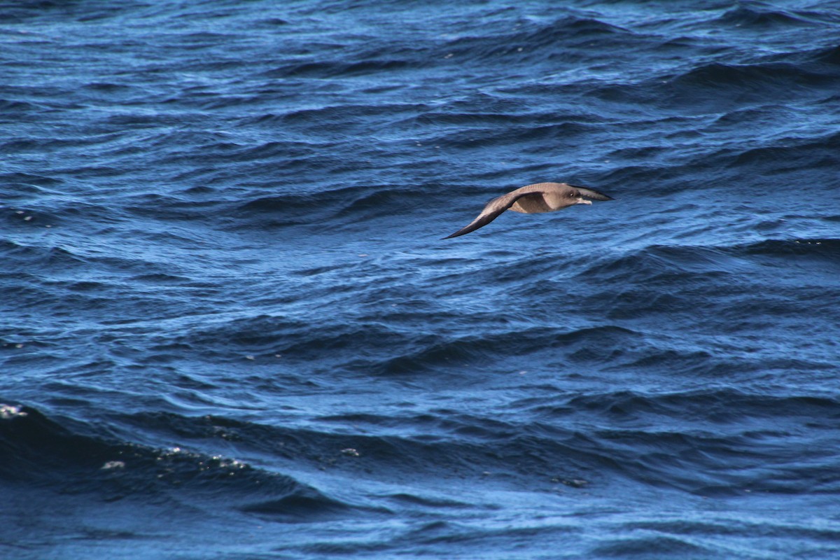 Sooty Shearwater - ML624170018