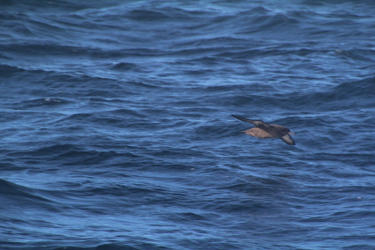 Sooty Shearwater - ML624170020