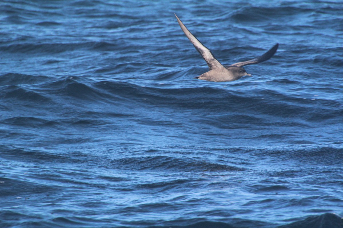 Sooty Shearwater - ML624170024