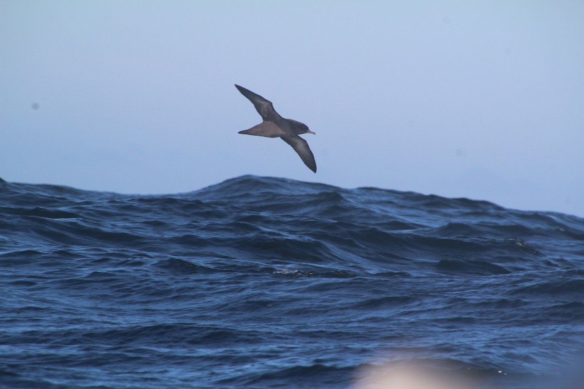 Sooty Shearwater - ML624170025