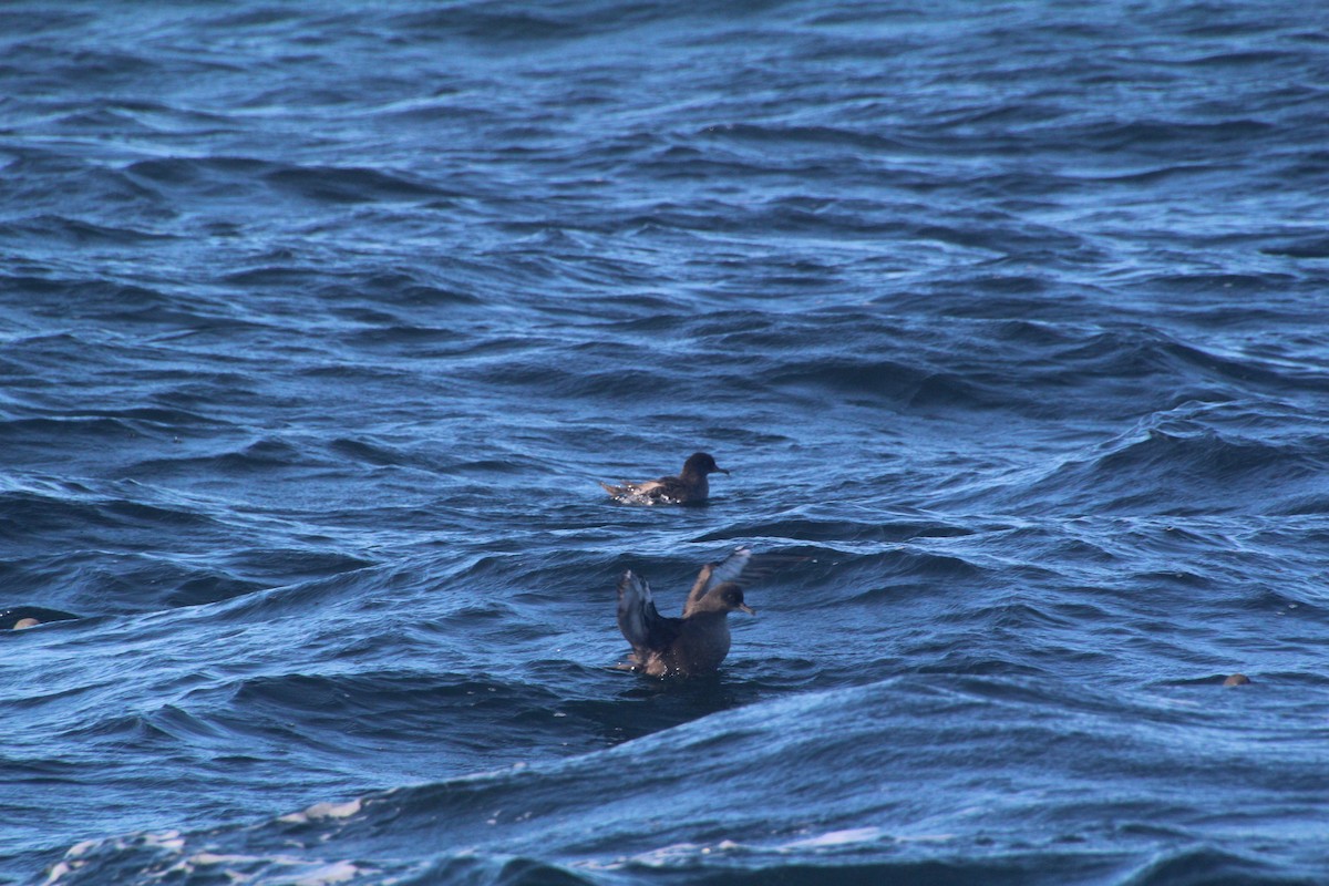 Sooty Shearwater - ML624170027