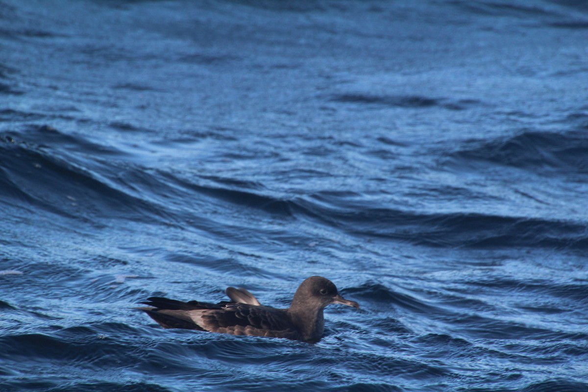 Sooty Shearwater - ML624170029