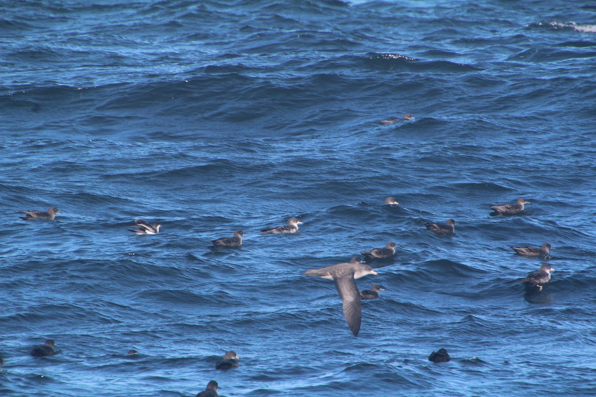 Sooty Shearwater - ML624170035