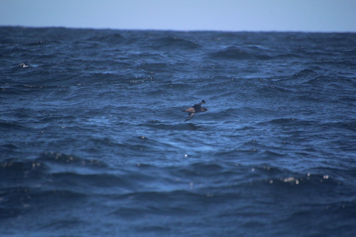 Sooty Shearwater - ML624170036