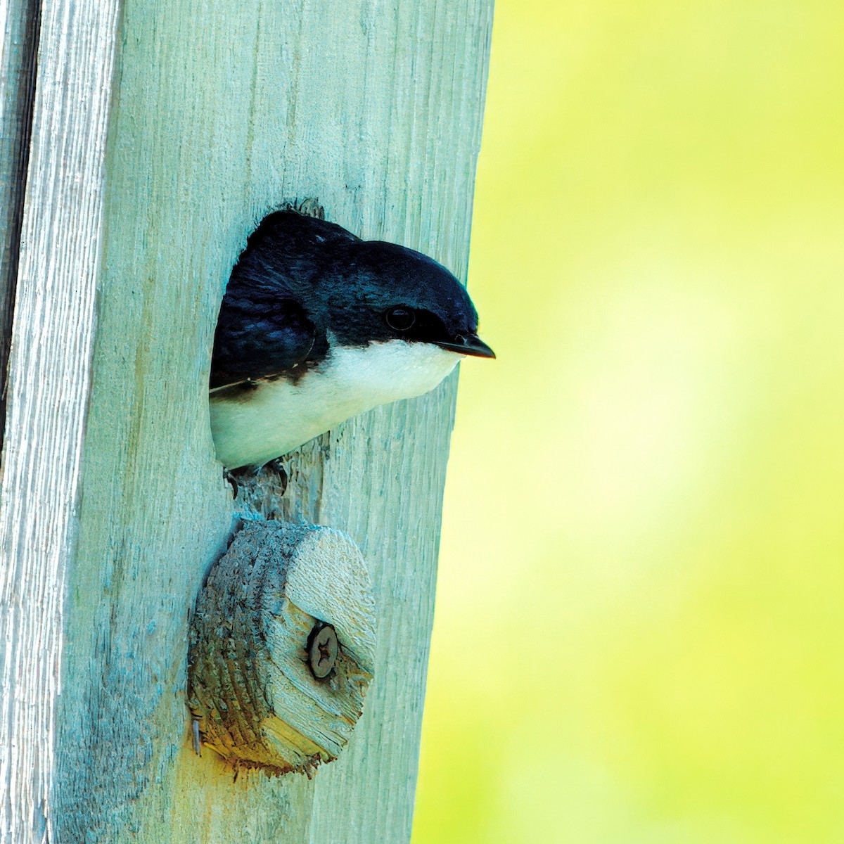 Tree Swallow - Julie Schneider