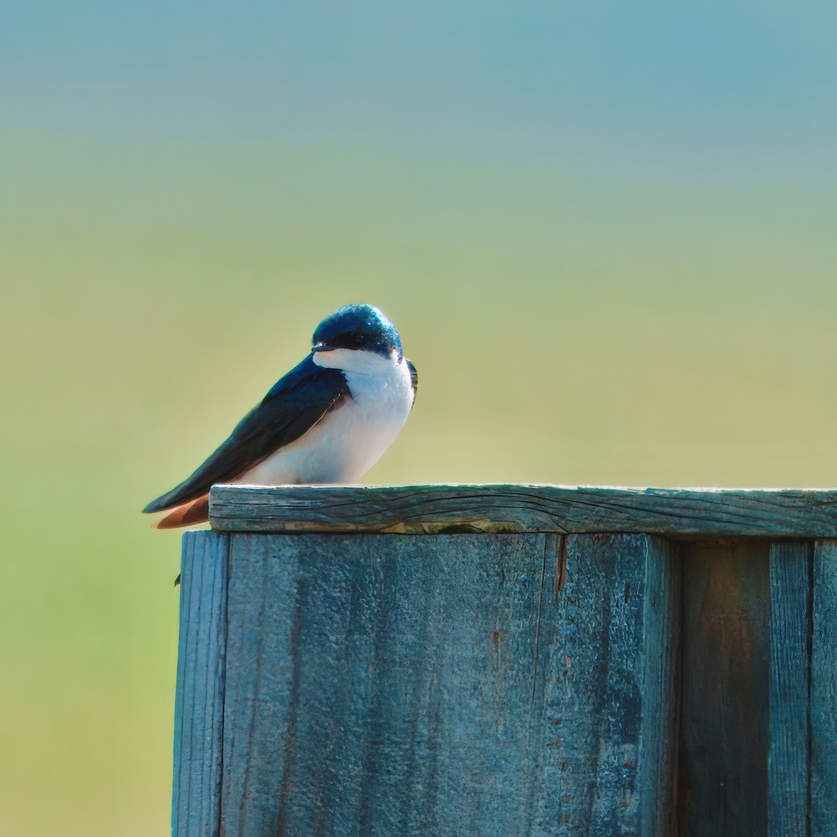 Tree Swallow - ML624170055