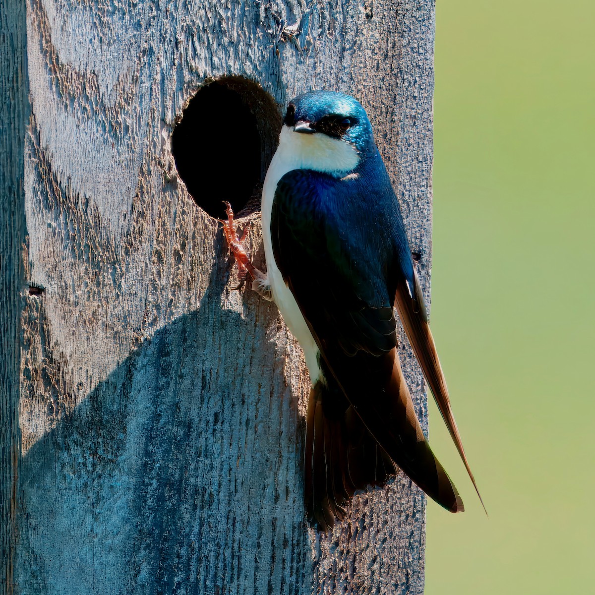 Tree Swallow - ML624170056