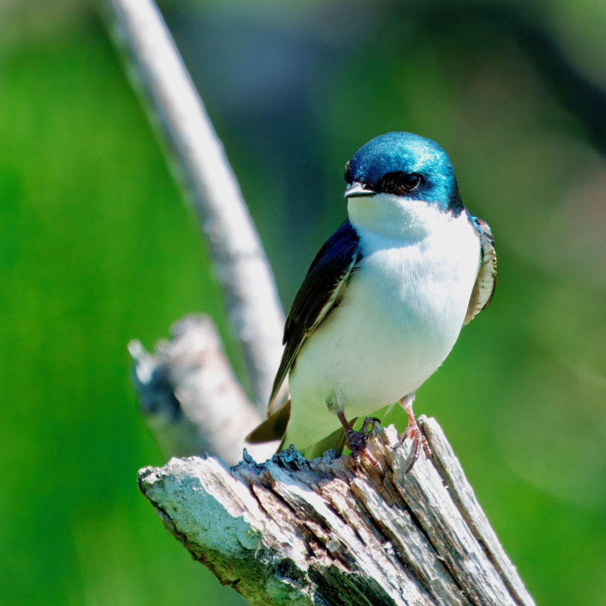 Tree Swallow - Julie Schneider