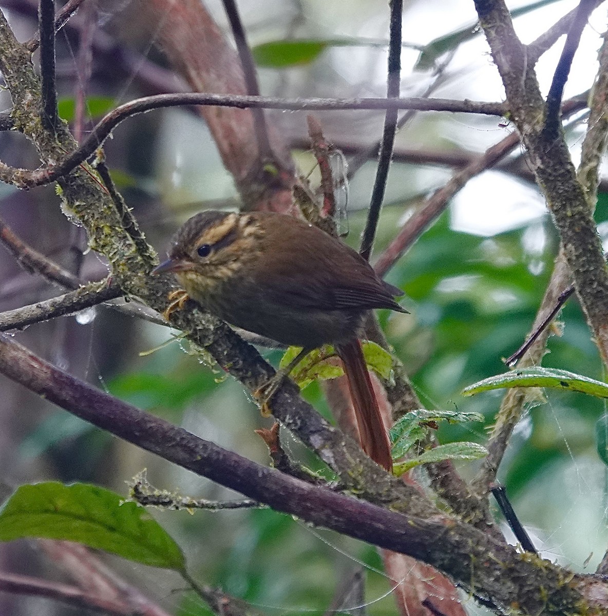 Bahia Treehunter (undescribed form) - ML624170064