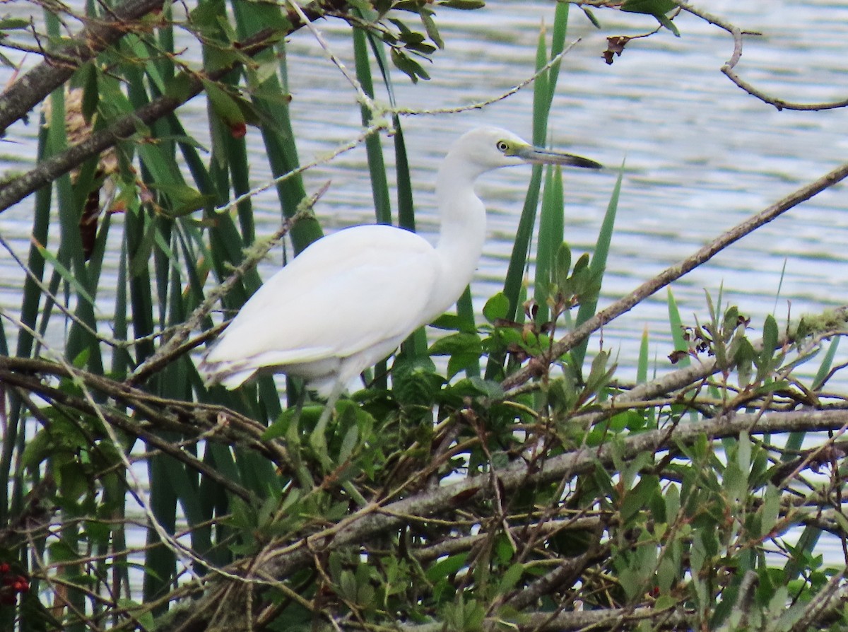 Little Blue Heron - ML624170089