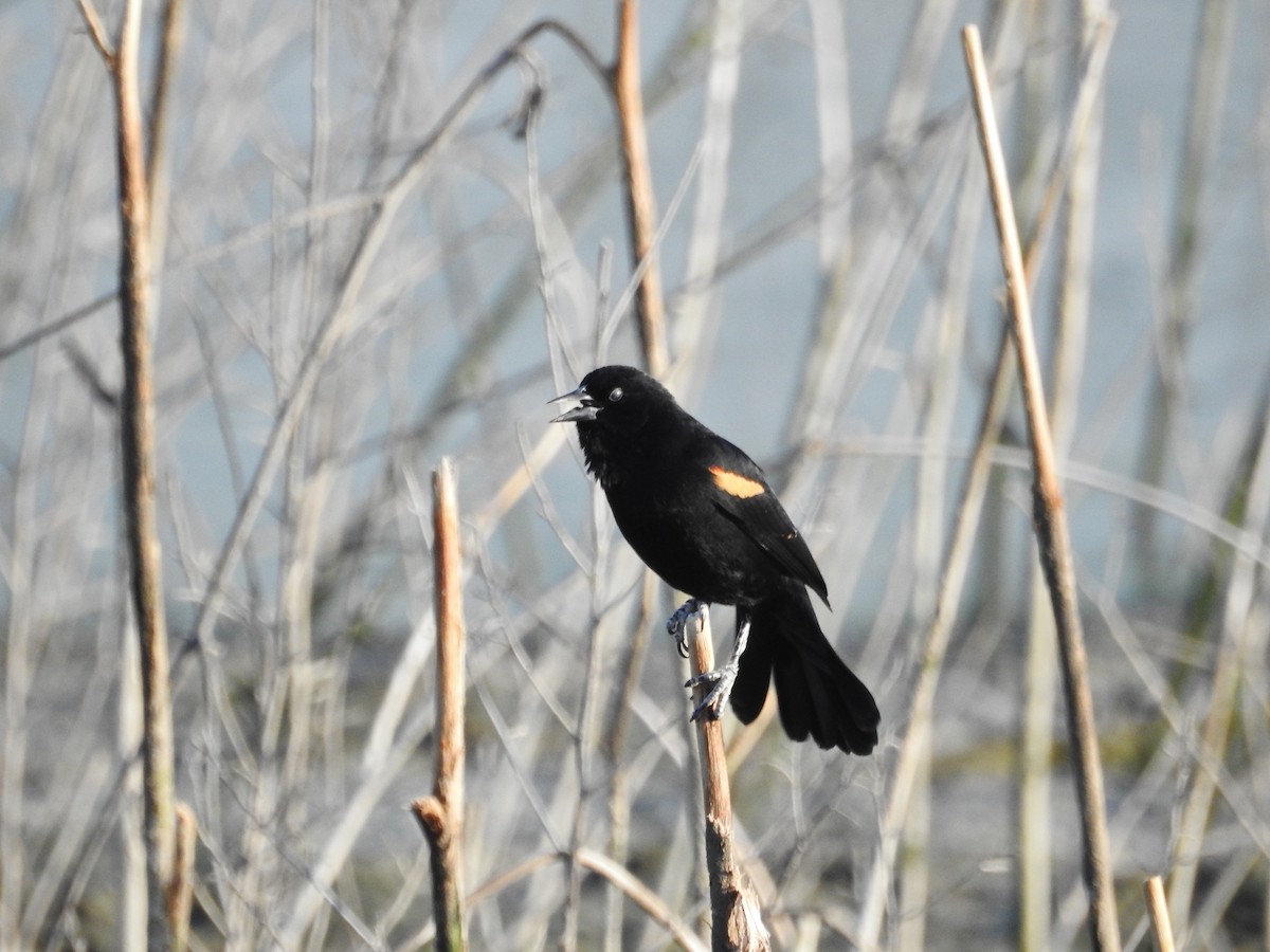 Red-winged Blackbird - ML624170091