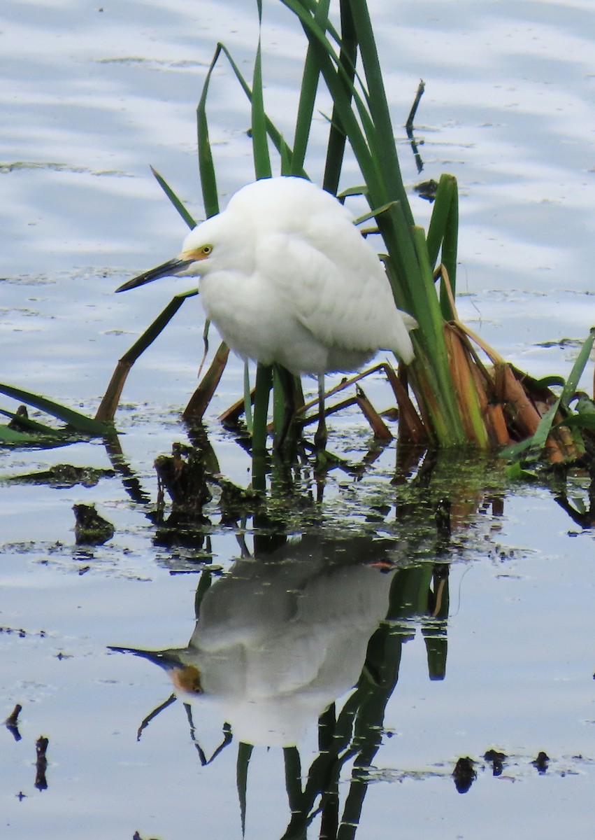 Snowy Egret - ML624170096