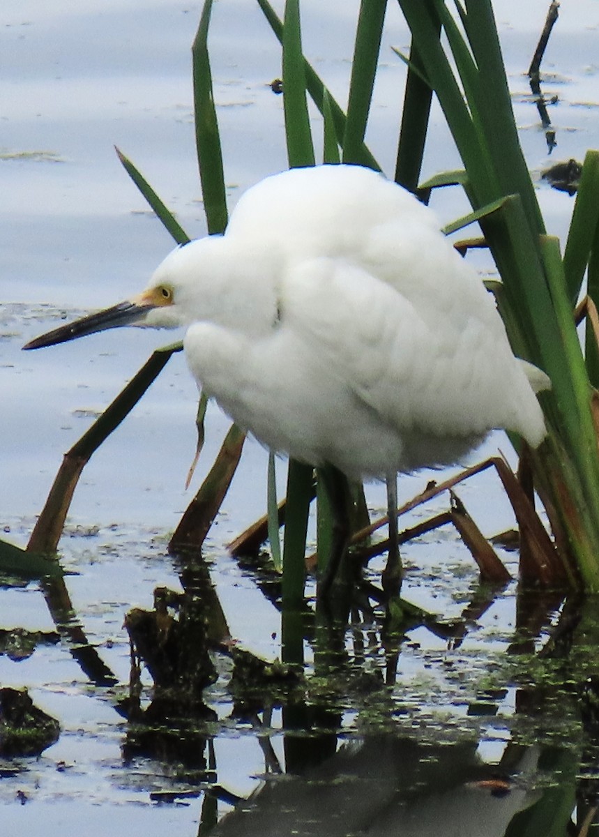 Snowy Egret - ML624170100