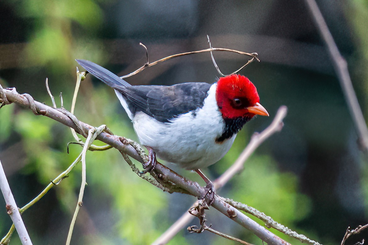 Yellow-billed Cardinal - ML624170125