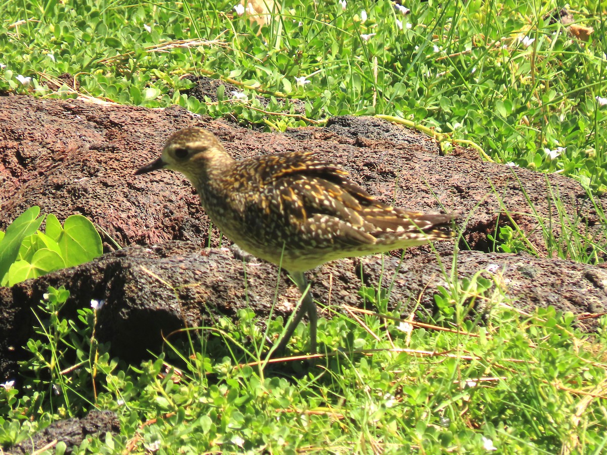 Pacific Golden-Plover - Bob Hargis