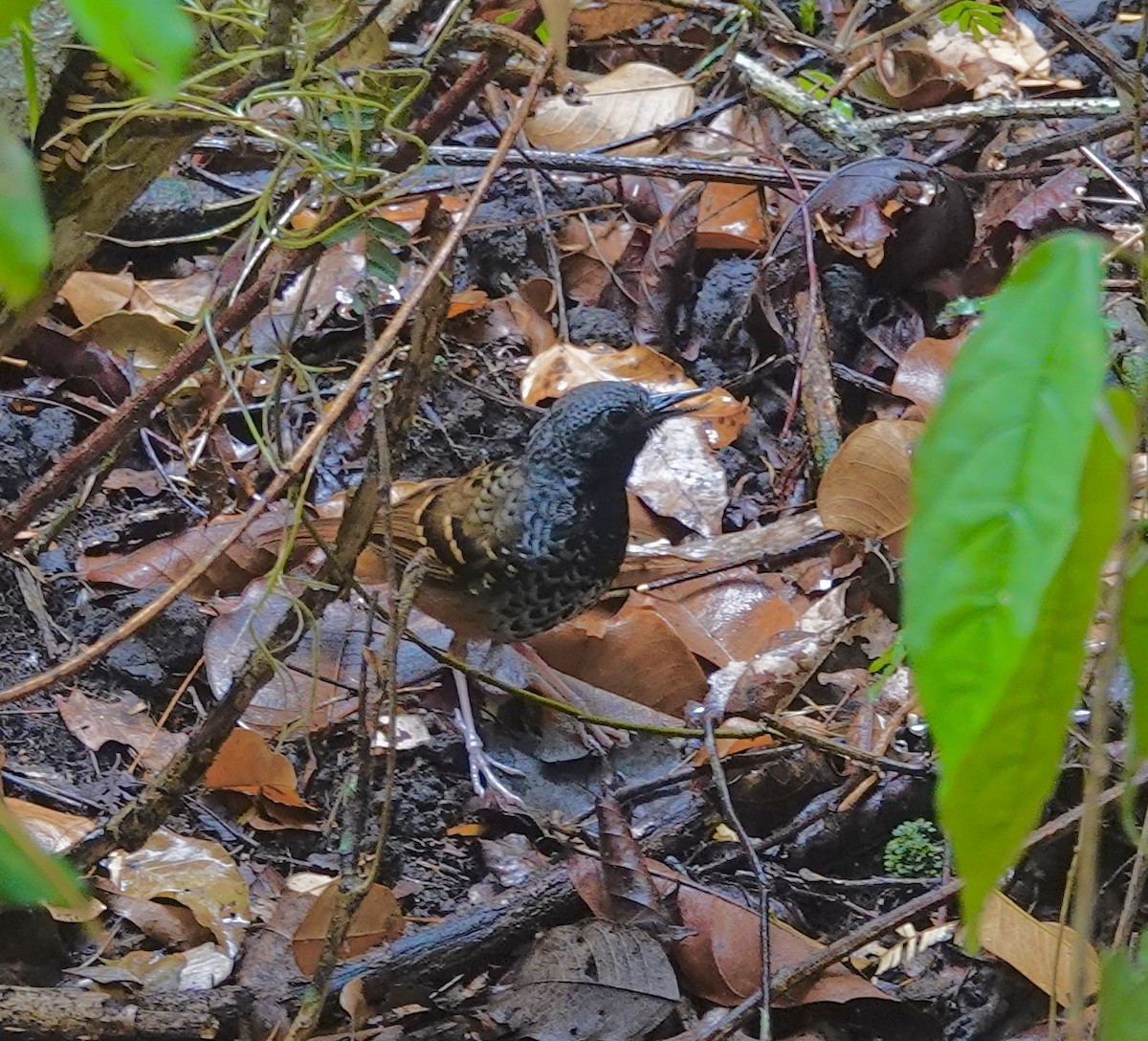 Scalloped Antbird - ML624170133