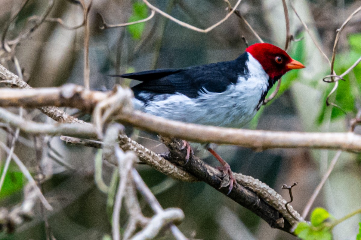 Yellow-billed Cardinal - ML624170136