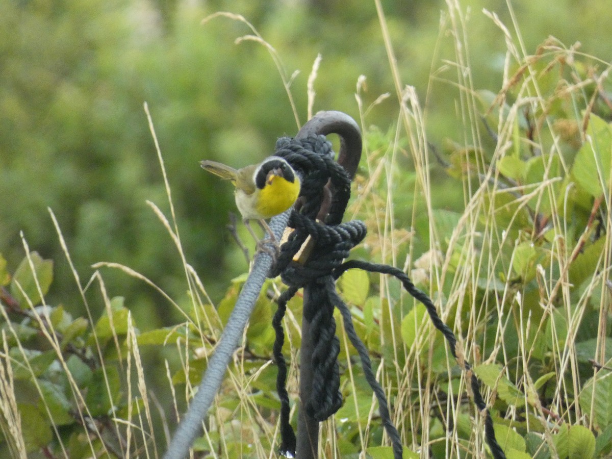 Common Yellowthroat - ML624170139