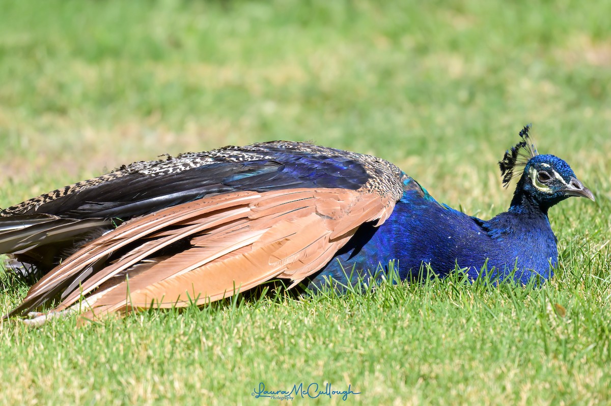 Indian Peafowl (Domestic type) - ML624170142