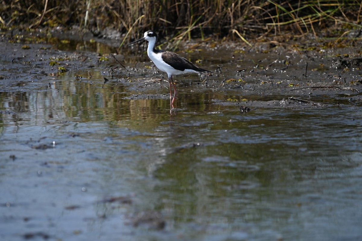 Black-necked Stilt - ML624170143