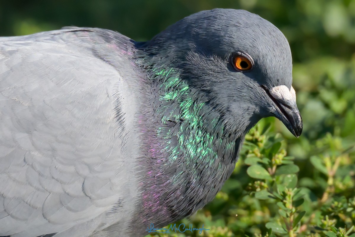 Rock Pigeon (Feral Pigeon) - ML624170145