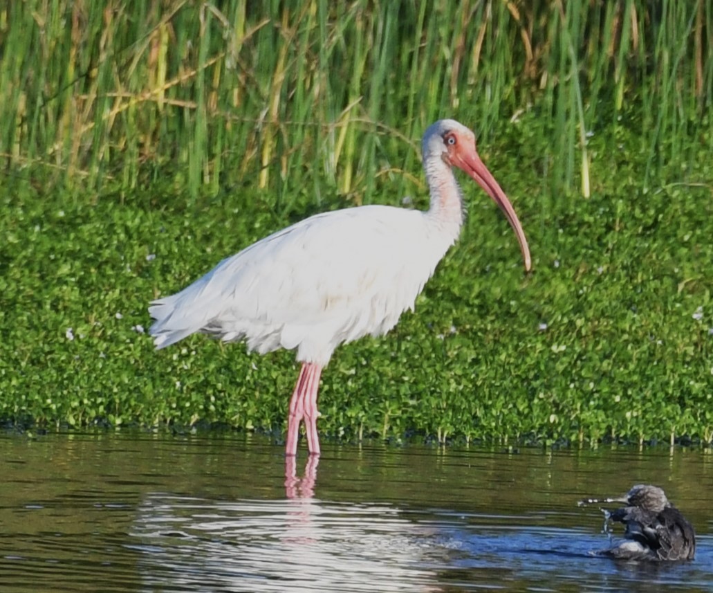 Ibis blanc - ML624170172