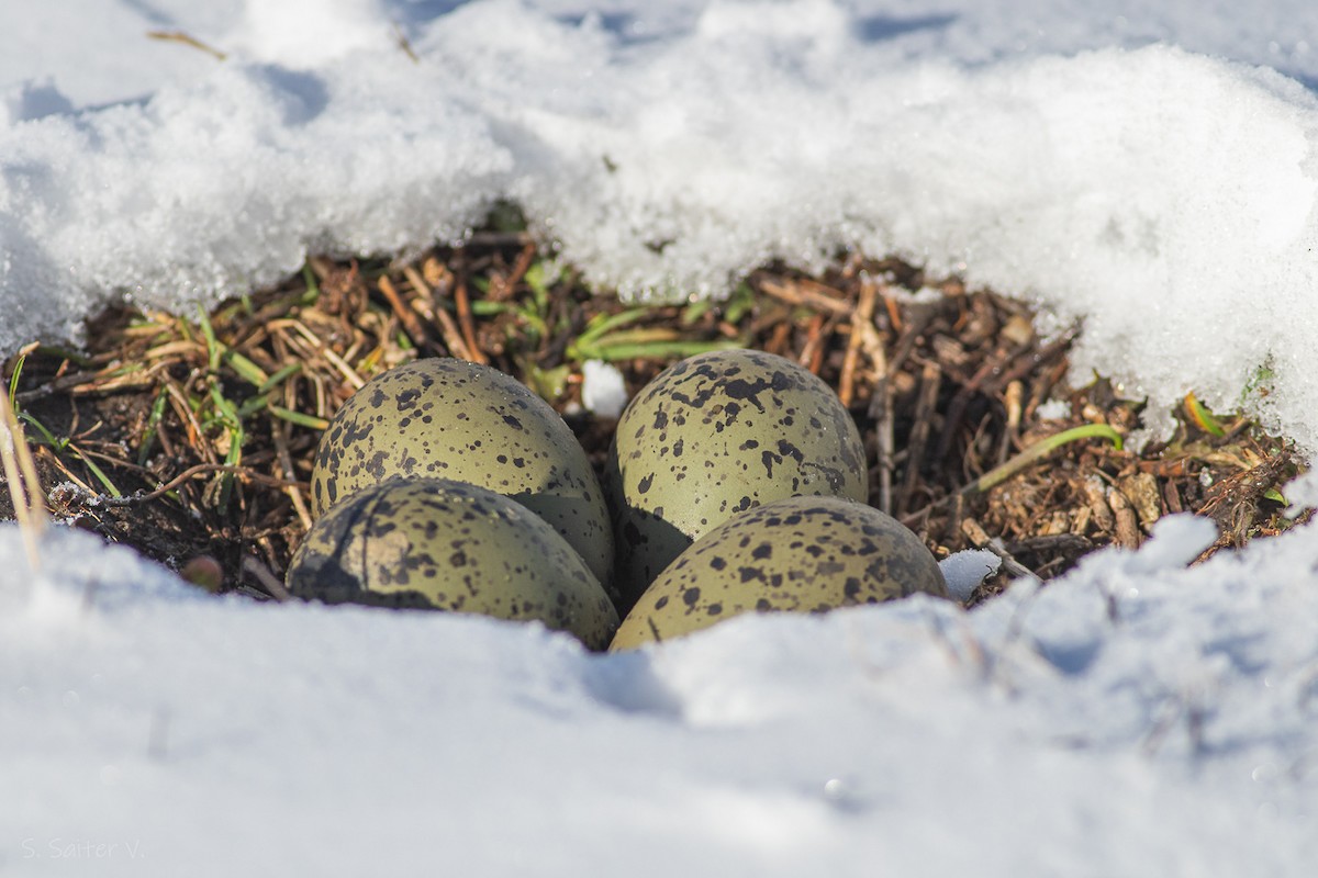 Southern Lapwing (chilensis/fretensis) - ML624170173