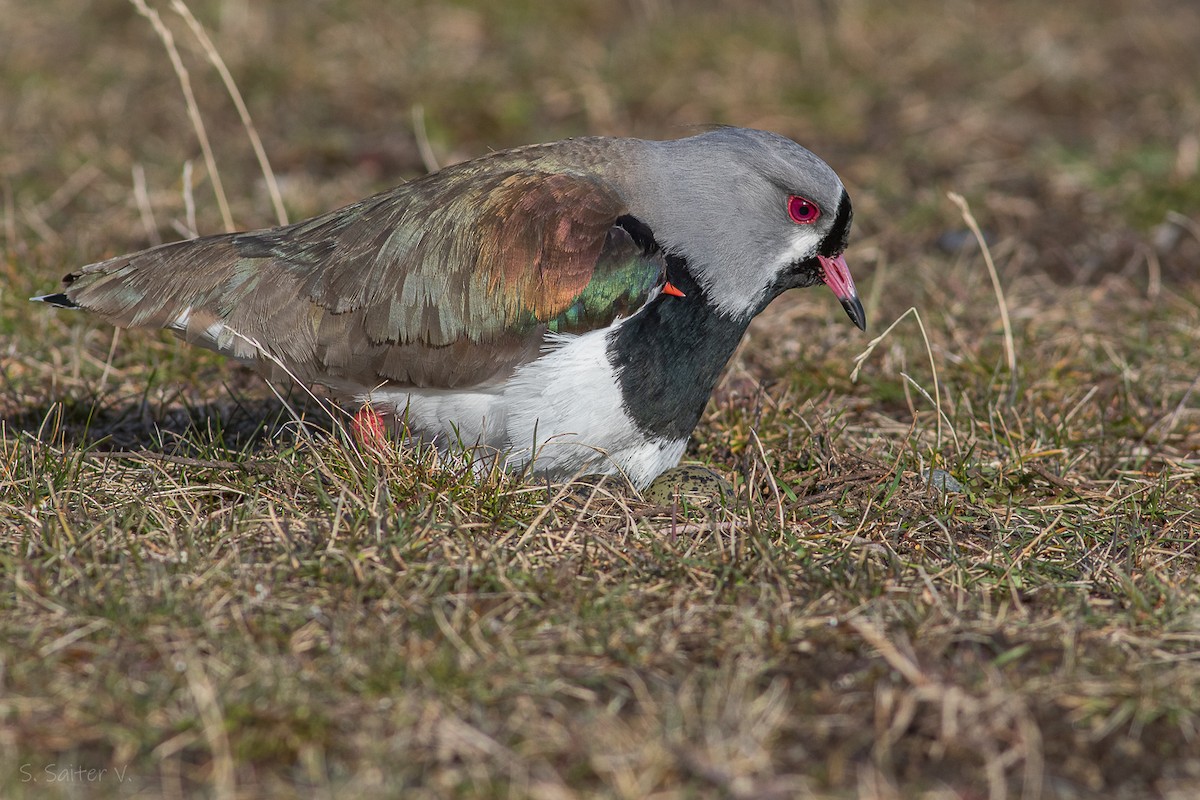 Southern Lapwing (chilensis/fretensis) - ML624170174