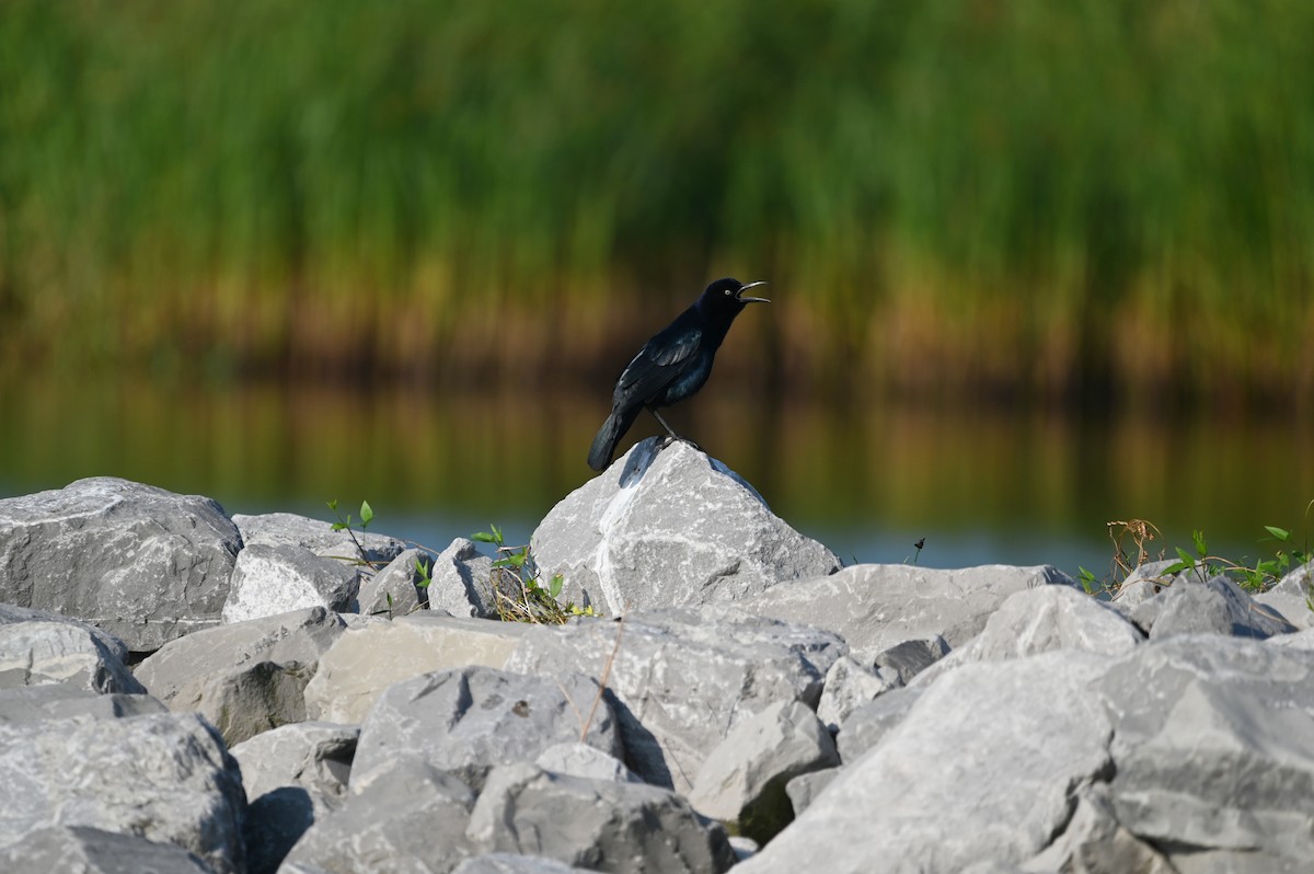 Boat-tailed Grackle - ML624170176