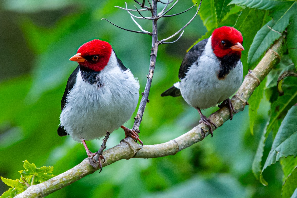 Yellow-billed Cardinal - ML624170212