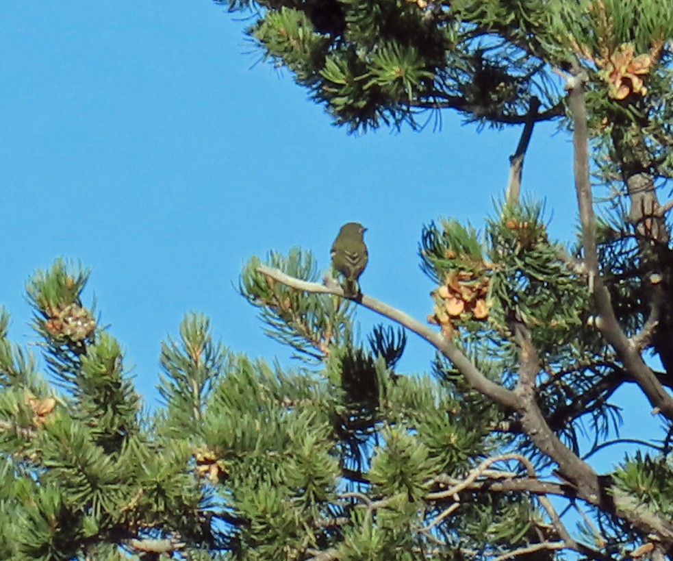 Plumbeous Vireo - ML624170219