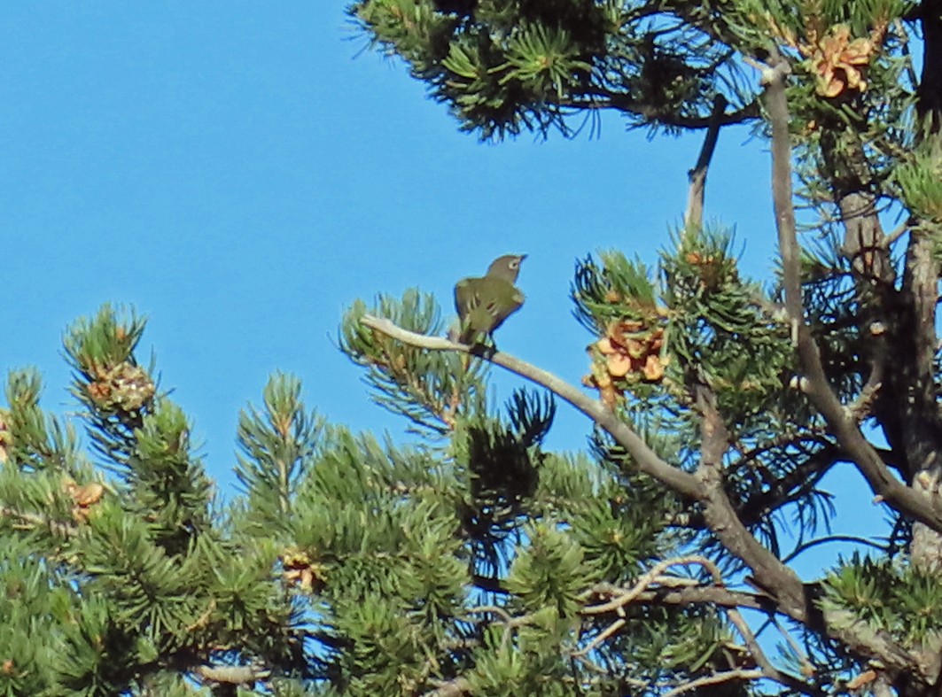 Plumbeous Vireo - ML624170220