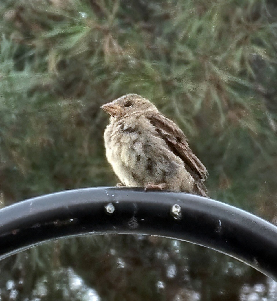 House Sparrow - ML624170222