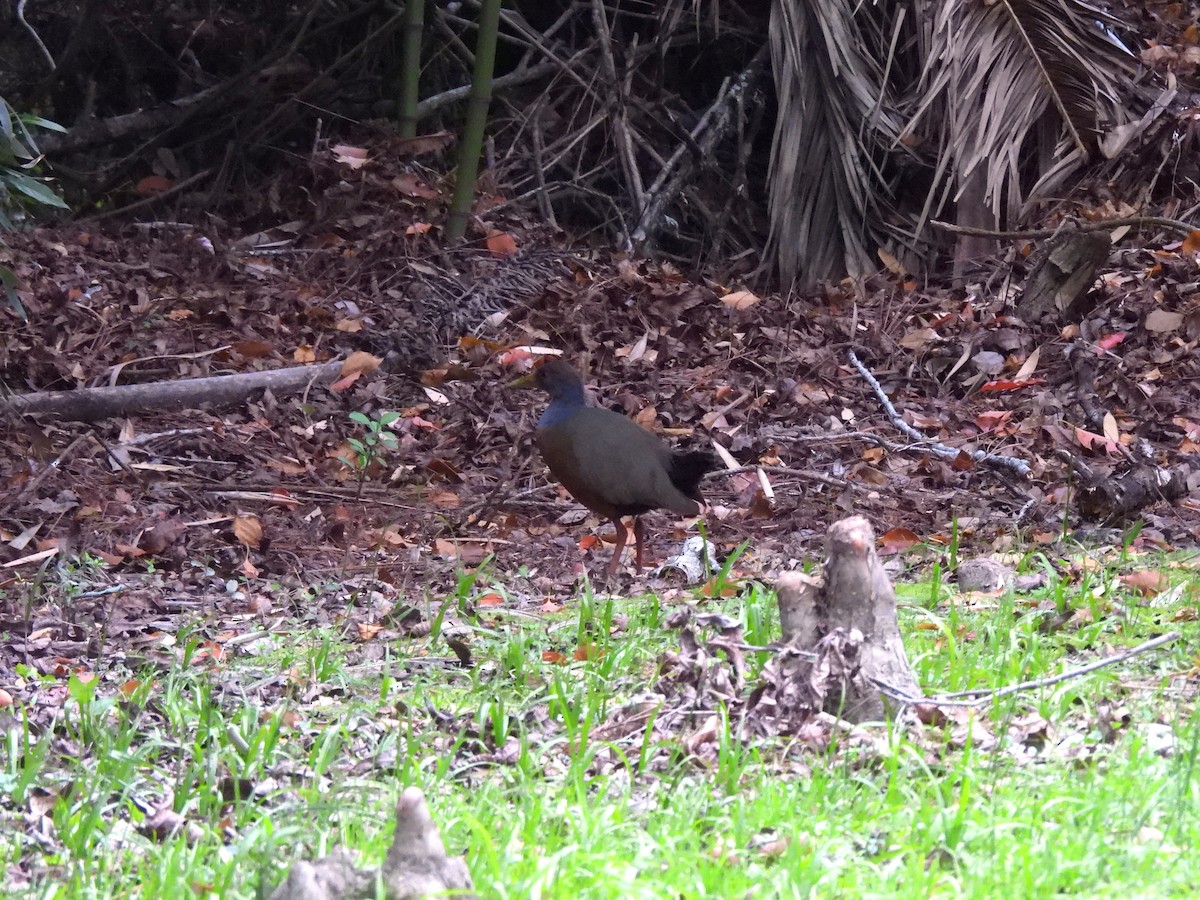 Gray-cowled Wood-Rail - ML624170232