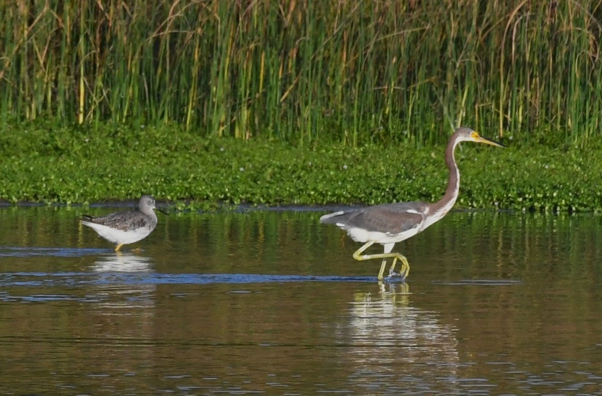 Tricolored Heron - David True