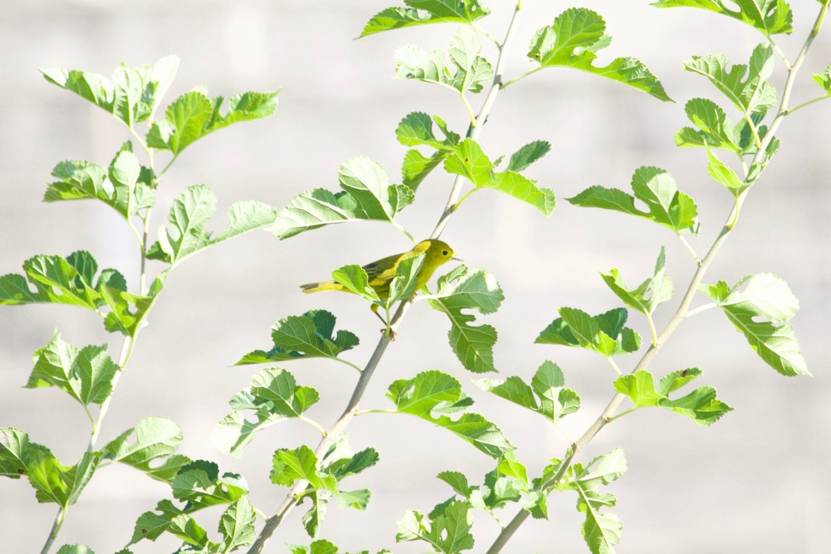 Yellow Warbler (Northern) - ML624170270