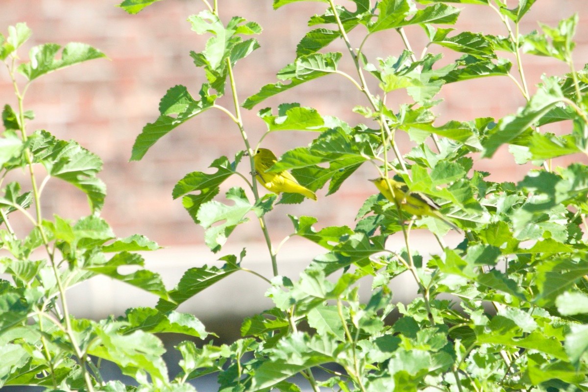 Yellow Warbler (Northern) - ML624170271