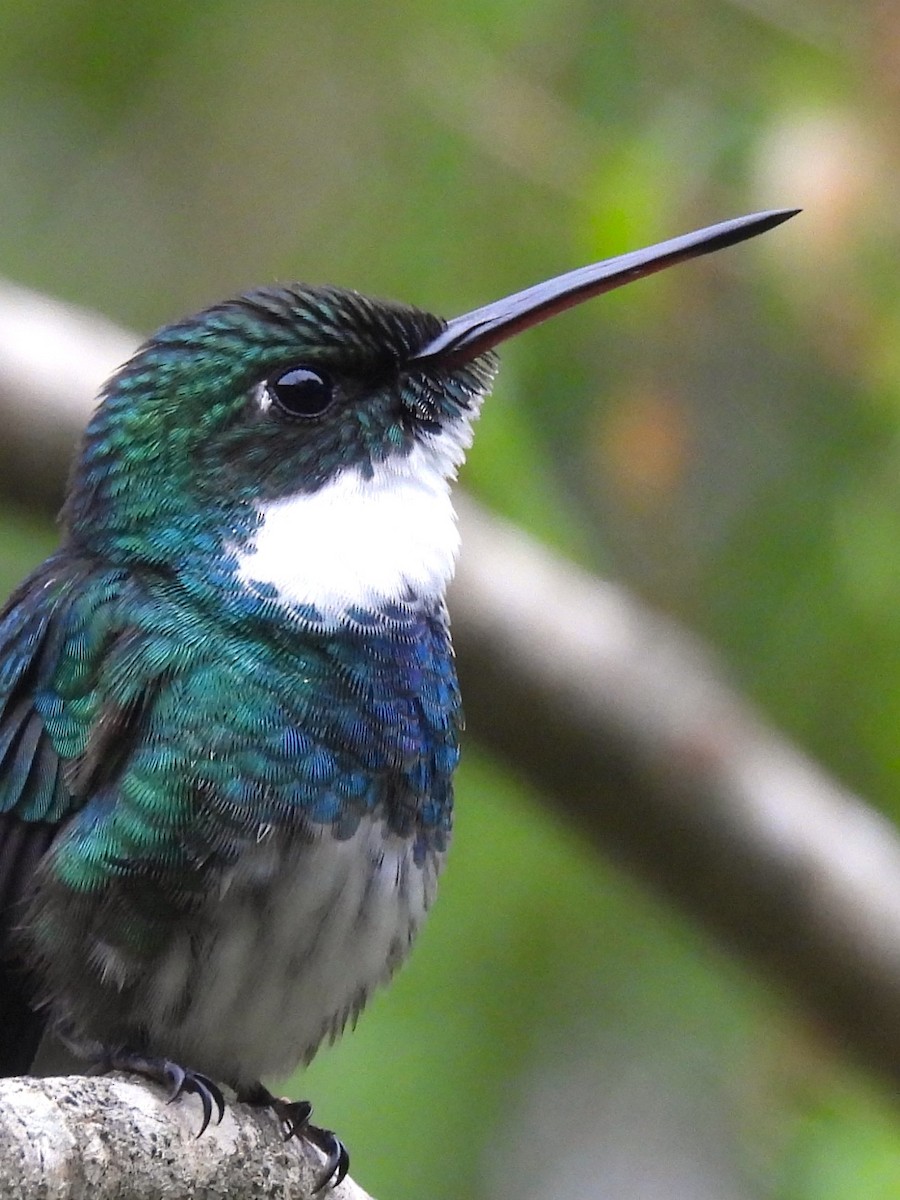 White-throated Hummingbird - Maria Lujan Solis