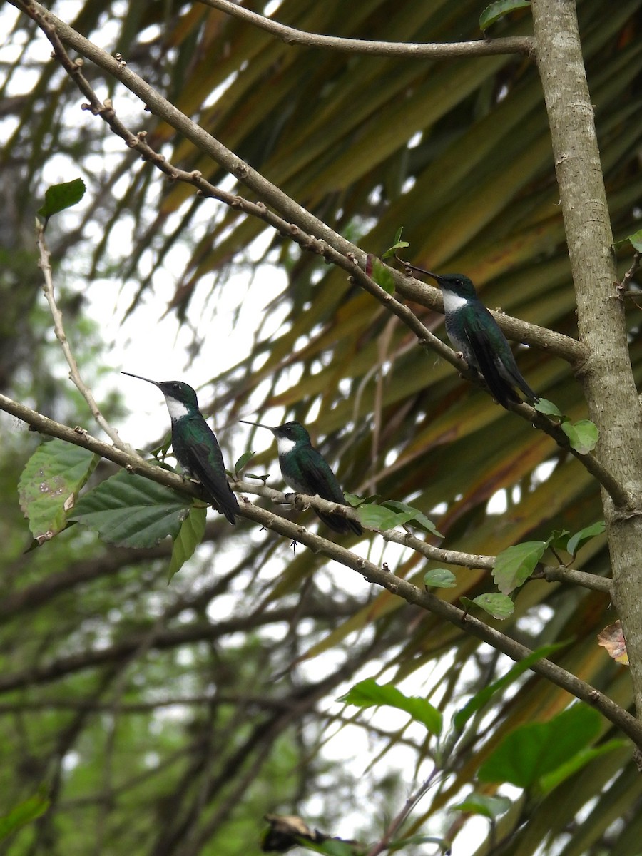 White-throated Hummingbird - ML624170286