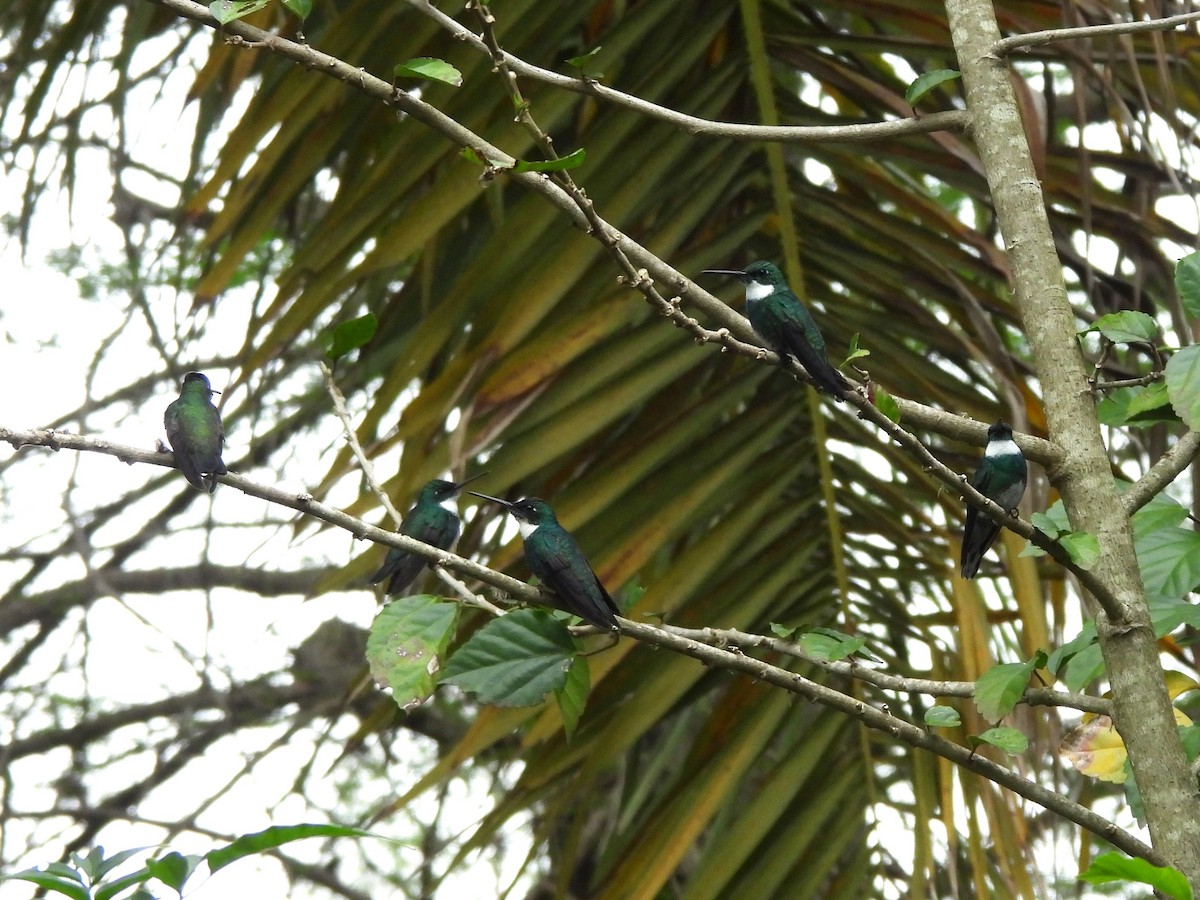 White-throated Hummingbird - ML624170287